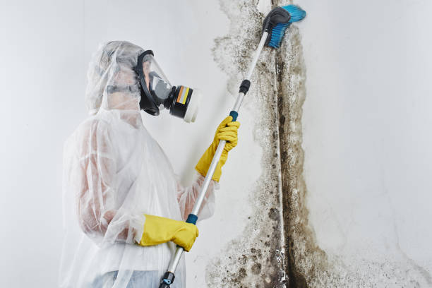Best Water Damage Restoration  in Breckenridge Hills, MO