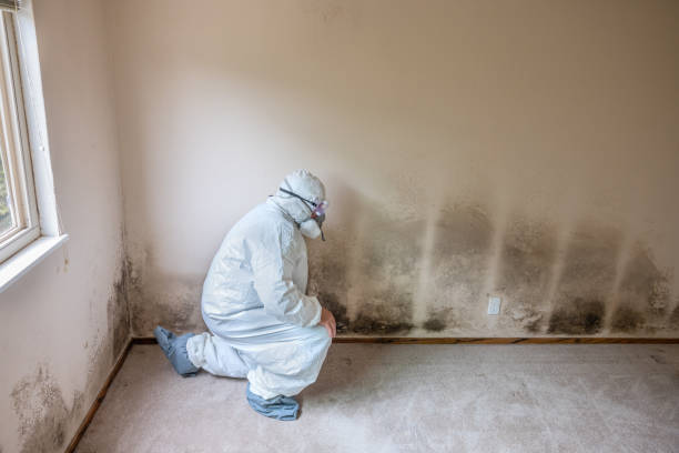 Best Crawl Space Mold Removal  in Breckenridge Hills, MO