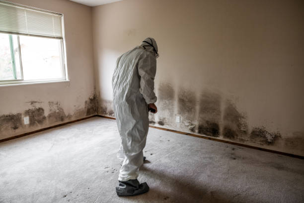 Best Mold Removal Company Near Me  in Breckenridge Hills, MO