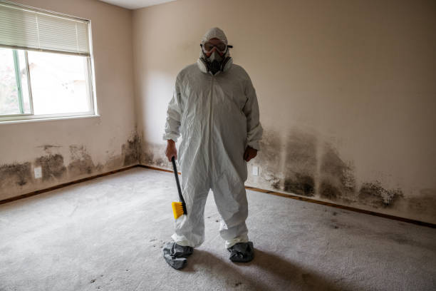 Best Mold Removal and Inspection  in Breckenridge Hills, MO